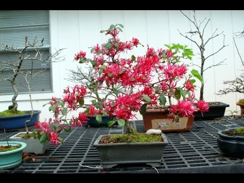 download lagu mp3 mp4 Fringe Flower Bonsai Care, download lagu Fringe Flower Bonsai Care gratis, unduh video klip Fringe Flower Bonsai Care