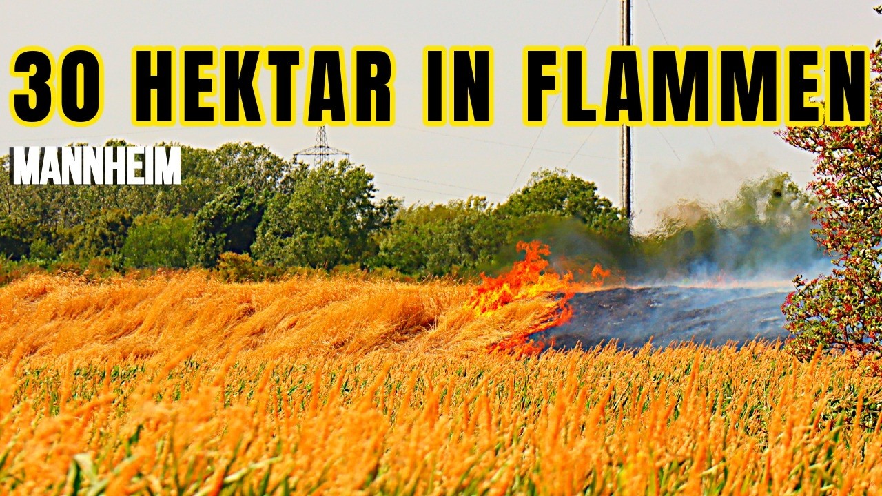 Großbrand in Mannheim: 30 Hektar zerstört – 150 Einsatzkräfte im Großeinsatz