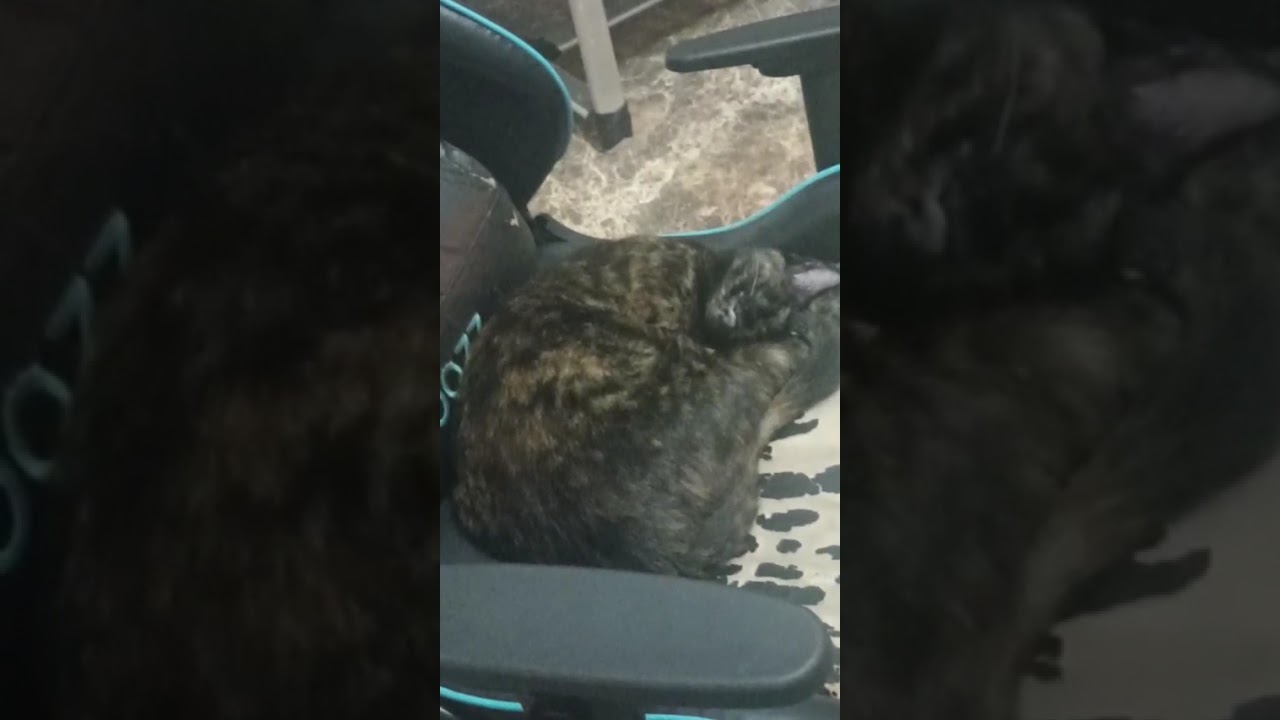 Gato raça SRD-ViraLata idade 2 a 6 meses nome Robin