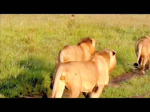 Lion Warfare – Orkirikoi Chase 2 Paradise Males,then Orkirikoi being chased by Rongai Rocker Males