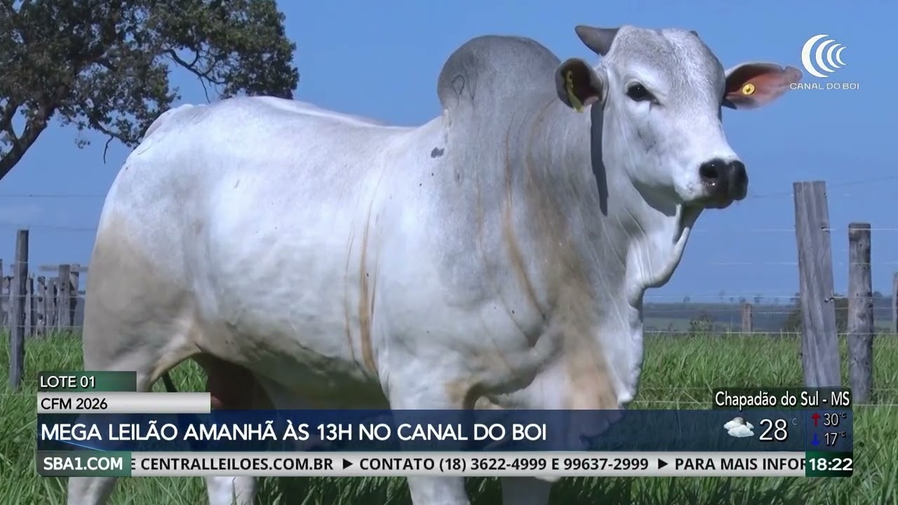 Mega Leilão CFM 2026 oferta 600 touros Nelore nesta quarta-feira