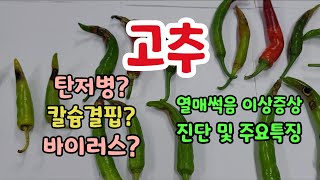고추 탄저병? 칼슘결핍? 바이러스? 열매이상증상 진단 및 주요특징 #홍성군 농업기술센터