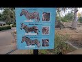 Grevy S Zebra At San Diego Zoo