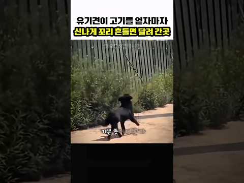 유기견이 고기를 얻자마자 신나게 꼬리 흔들며 달려 간 곳🥹