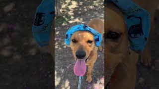 Video preview image #1 Labrador Retriever-Unknown Mix Puppy For Sale in Rowlett, TX, USA