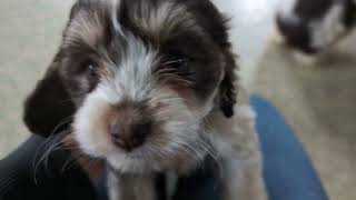 Video preview image #1 Cock-A-Poo Puppy For Sale in BIRD IN HAND, PA, USA