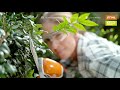 Cortacercos a Batería Stihl HSA26 | Video