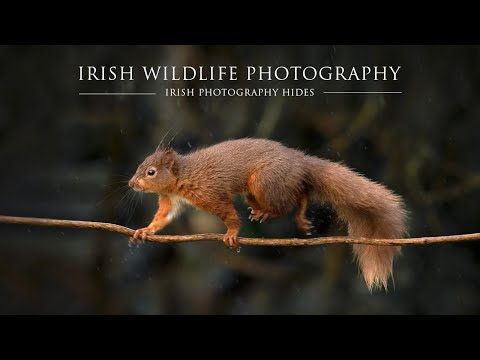 Irish Wildlife Hide - Pine Martin and Red Squirrel