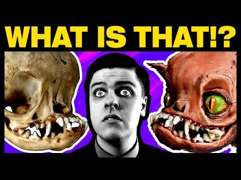 If Aliens Reconstructed Animals From Their Skulls