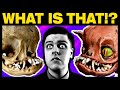 If Aliens Reconstructed Animals From Their Skulls
