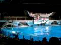 Shamu Wow So Fast