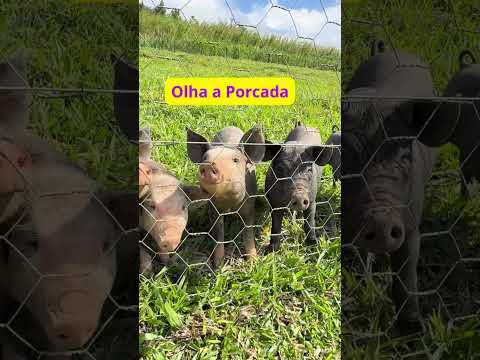 🌱 FAZENDA À VENDA EM WENCESLAU BRAZ – PR | DIVISA COM SIQUEIRA CAMPOS
