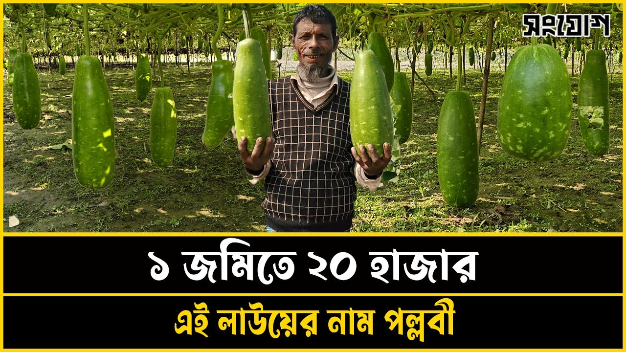 প্রথম চাষেই বাজিমাত! ১ জমিতে ২০,০০০ টাকা লাভ!