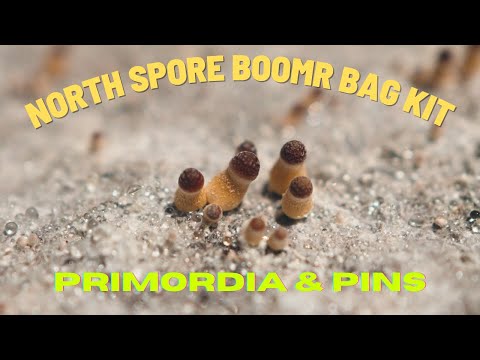 North Spore Boomr Bag Kit | Part 2: Primordia & Pins