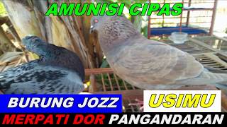 Download lagu USIMU AMUNISI CIPAS mp3