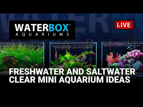 Episode 49:  Creative ways to use the CLEAR MINI 6, 10 and 16 gallon aquariums.