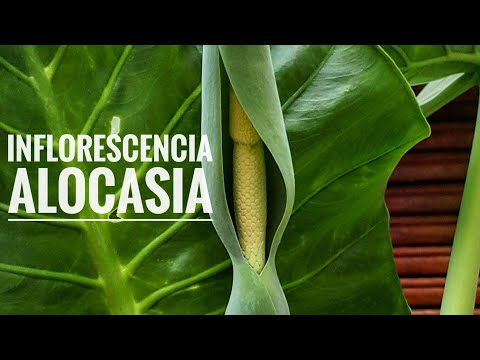, title : 'Evolución de la inflorescencia | Alocasia | Oreja de elefante | Marquesa'