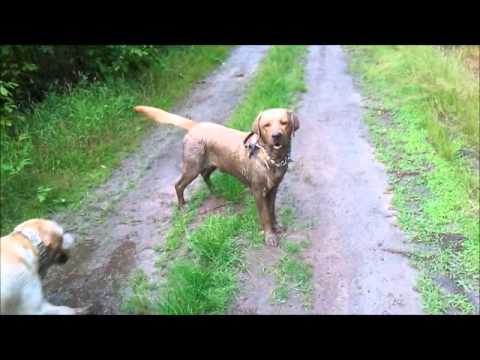 Labrador zrobimy trochę na złość