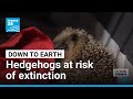 Hedgehogs At Risk Of Extinction Spiky Animals Could Disappear By 2050 FRANCE 24 English