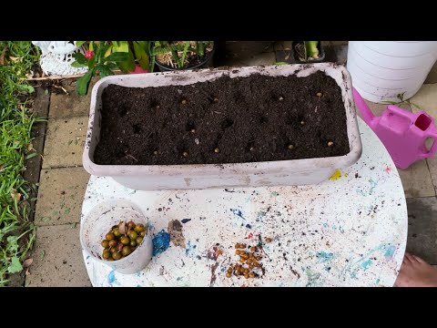 How to Grow Dracaena Cinnabari (Dragon Blood) from Seeds