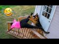 Funniest Dogs On The Internet Right Now Best Funny Animals 2026