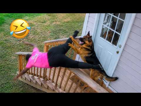 Funniest Dogs On The Internet Right Now 😂 Best Funny Animals 2026