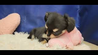 ハーフ犬の動画01