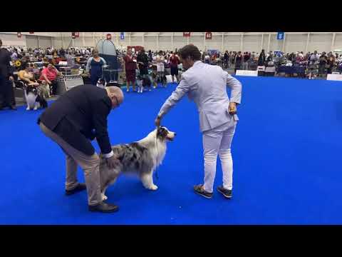 World Dog Show 2023, Geneve - Australian Shepherds - Males Open class