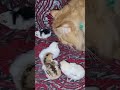 Cat Playing Cute Chicken Shorts Cat Chick Funny 2022
