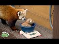 Something New At The Zoo: Red Panda Cubs!