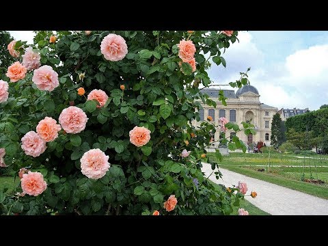 Д Савицкий - Карт-Бланш (Ботанический сад) © RL/RFE & D.Savitski. (HD)