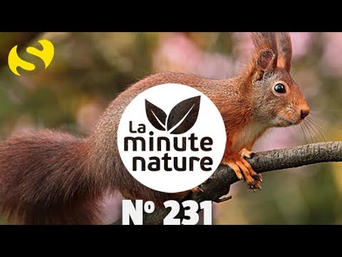 L'ÉCUREUIL ET LE CASSENOIX (No 231)