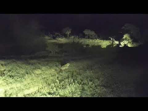 Djuma: Lone Hyenas comes from side of pan and eventually walks down dam wall - 20:04 - 12/16/20