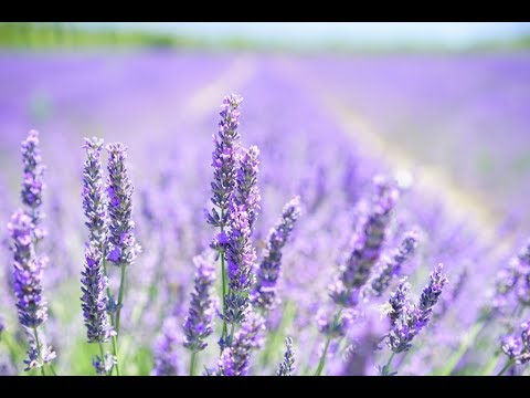 Die Kraft des Lavendel - Erste Anwendungen