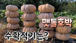 맷돌호박 수확적기는 ? 늙은호박이 넝쿨째 주렁주렁 달렸네요
