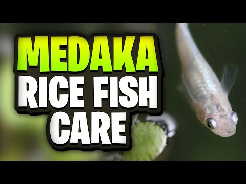 Medaka Rice Fish Care Guide: Everything You Need For Healthy Fish!