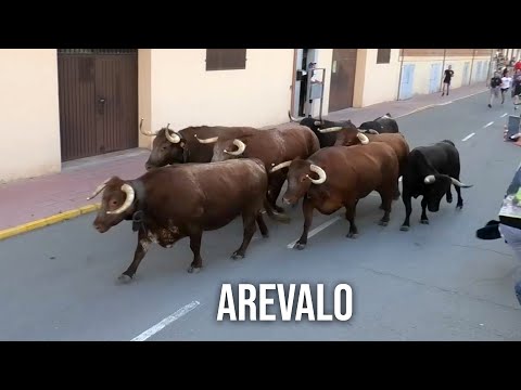 Arévalo 2024 Encierro y Capea