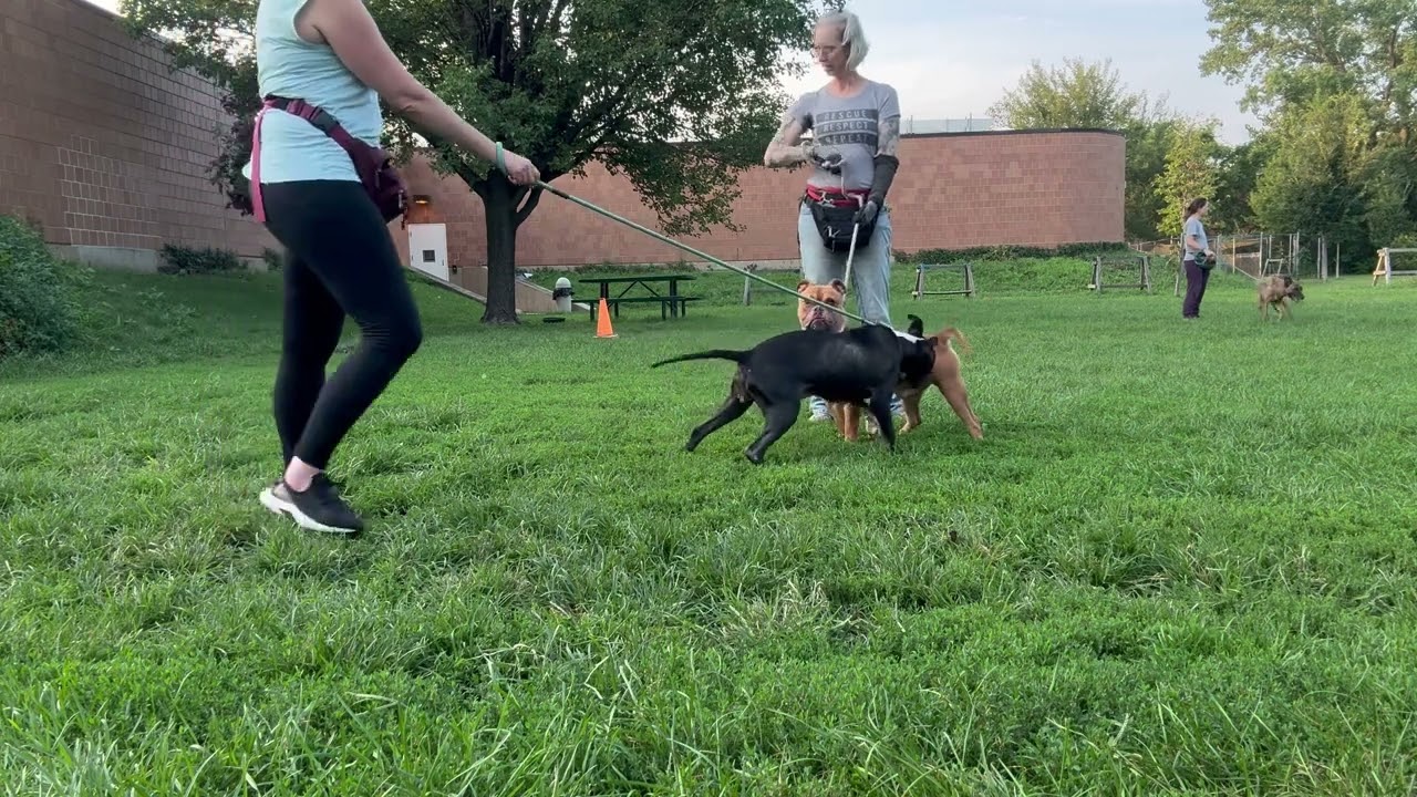 Gorjana's Leash Test