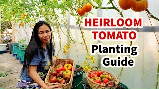 Ultimate Guide to Growing Tomatoes in Containers: A Step-by-Step Guide | Paano Magtanim ng Kamatis