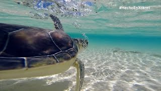 preview picture of video 'Sea Turtle Conservation Program | Xcaret México! EcoPark in the Riviera Maya'