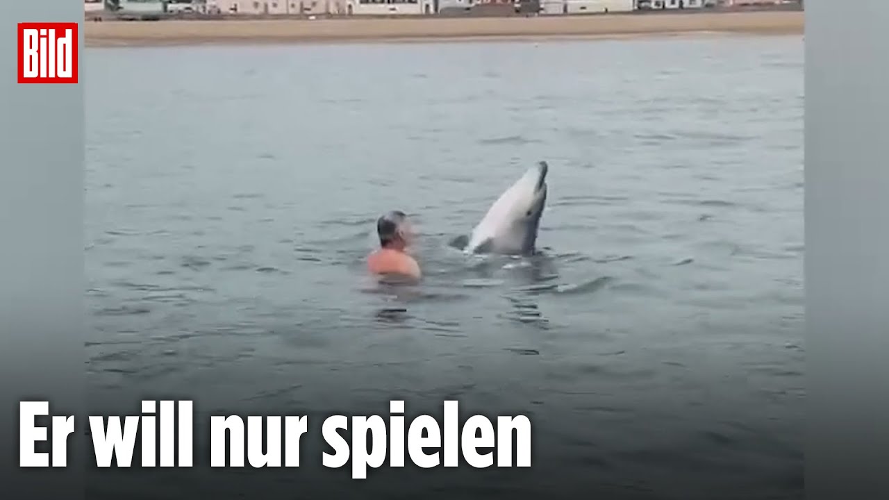 England: Delfin überrascht Badende im Ärmelkanal