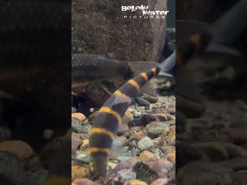 Leporinus and Anostomids of the Xingu River