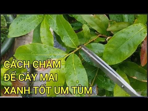 🔴 QBS23427 - ORGANIC FERTILIZER AND BLOCK THE BOOSTER FOR NORTHERN APRICOT TREES | HOW TO CARE FO...