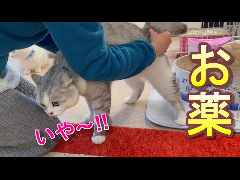 うちの猫の肛門が炎症を起こして赤くなっています