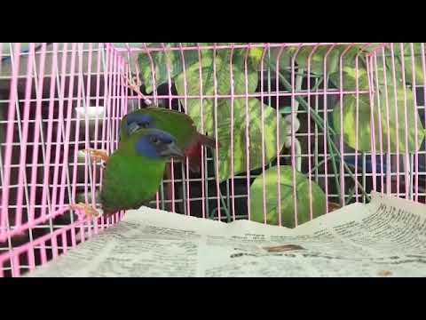 Blue face parrot finches breeding pair available interested call me 7975151210