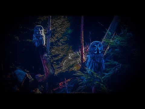 12 Hours Owl Forest Night Sound Sleep, Relax,