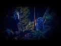 12 Hours Owl Forest Night Sound Sleep Relax