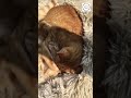 THESE KITTENS ARE KNUCKLEHEADS! 😂 #shorts #cat #funny #animals #kittens @funnyfelines1