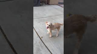 Video preview image #1 Poodle (Miniature)-Unknown Mix Puppy For Sale in Corona, CA, USA