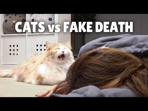 Cats vs Fake Death | Kittisaurus